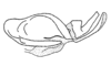 Aspidophyma americana Bolívar, 1884: Fig. 25. endophallus. (Otu).