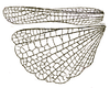 Pseudomnesicles roseosignatus (Brunner von Wattenwyl, 1898): Pl. XVIII, Fig. 32a. wings. (Otu).