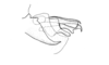 Argemiacris platicercis Ronderos, 1978: Fig. 47. aedeagus, lateral view. (Otu).