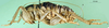 CollectionObject 1500724; 7da4fbbd-b8ea-4998-8bfd-965977538d90: female, lateral view (holotype). (CollectionObject).