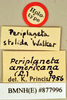 Periplaneta americana (Linnaeus, 1758): Holotype, female, labels. BMNH(E)#877996. (Otu).