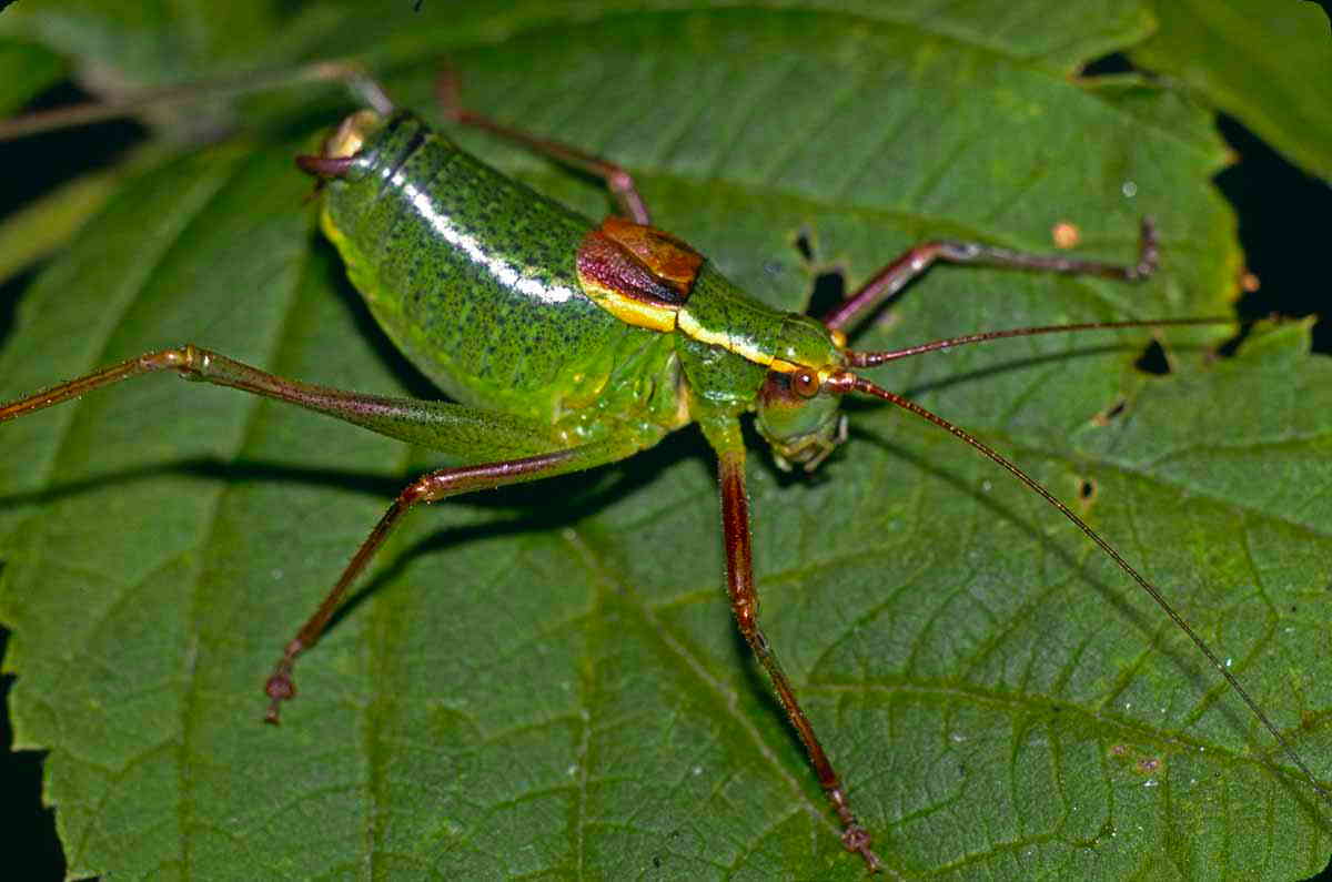 male, lateral view. Depicts CollectionObject 1496691; 61878d23-29b9-461b-9379-1237e8a4bebb, CH0857, a CollectionObject.