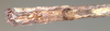 CollectionObject 1560668; NMW 822, 95f7fff9-57bf-4cb2-9066-889da4b61acc: copyright NMW, Vienna. female of synonym Otocrania pleuracantha: end of abdomen, lateral view (lectotype). (CollectionObject).