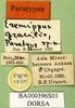CollectionObject 1571956; 266b0a8b-91c0-4a86-836d-c48c298d65c0: labels (paratype). (CollectionObject).