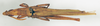 CollectionObject 1572645; a5a4baef-22ac-412a-9d86-3fd28b7ef4ae: male, dorsal view (paralectotype). (CollectionObject).
