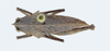 CollectionObject 1523240; 2af6b7d8-e849-487b-9206-0ec0113ffb6e: female, dorsal view (holotype). (CollectionObject).