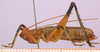 CollectionObject 1503561; 5fa0336c-c004-44ca-848e-b92eb41e4b76, cbt017s01: male, lateral view (holotype). (CollectionObject).