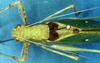 CollectionObject 1505466; ced82651-8c6e-465c-9d43-e291ac7147b7: female head and pronotum, dorsal view (allotype). (CollectionObject).