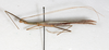 CollectionObject 1560979; NMW 225, c4456121-0477-475e-b2ba-d2612656ced1: copyright NMW, Vienna. male, lateral view (holotype). (CollectionObject).