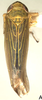 Habitus, dorsal view on Paralimnus (Paragygrus) orientalis (Lindberg, 1929) now Paralimnus (Paragygrus) japonicus (Matsumura, 1914): Habitus, dorsal view. (Observation).