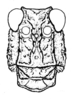 Pachyossa signata Rehn, 1913: Fig. 3. male head, frontal view. (Otu).