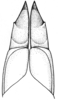 Scotussa impudica Giglio-Tos, 1894: ovipositor valves, ventral view. (Otu).