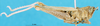 CollectionObject 1580311; a11b44ba-2084-4b6c-897f-e2c4dacc7c91: male, lateral view (paralectotype of Apotropis affinis). (CollectionObject).
