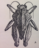 Cingalina salebrosa Hebard, 1932: female, dorsal view (allotype). (Otu).