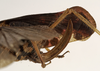 CollectionObject 1529777; 6c827cab-aa90-497c-adb5-5cfce4c69b58: female ovipositor (syntype). (CollectionObject).