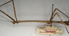 CollectionObject 1557488; NMW 792, 6ee6e042-6ca6-436a-9b06-167ea2883655: copyright NMW, Vienna. female: head and thorax, lateral view (holotype). (CollectionObject).