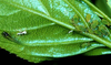 Aphis (Aphis) glycines Matsumura, 1917: on Rhamnus cathartica (Photo:Voegtlin, D. J.). (Otu).