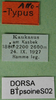 CollectionObject 1501873; 63ca8d44-cae6-4a34-b11a-69408164ba10: female labels (allotype of Psorodonotus inermis). (CollectionObject).