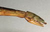 CollectionObject 1560769; NMW 1123', e743d704-5199-4b03-b7e2-68733085c6d1: copyright NMW, Vienna. female: end of abdomen, lateral view (syntype). (CollectionObject).