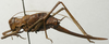CollectionObject 1535985; 9266c33b-ea75-44e0-94fe-4b7d4f502b57: female, lateral view (paralectotype). (CollectionObject).