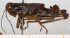 CollectionObject 1499442; 78ff5906-9538-4ab7-9339-9109f2f01087: male, lateral view (holotype). (CollectionObject).