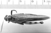 CollectionObject 1553640; 02fc6a9c-78b5-4920-bbcd-595777ddc67e: Image, C.S. Carbonell. female, dorsal view (syntype of Diponthus communis). (CollectionObject).
