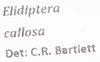 Other: !! display not done !! on Elidiptera callosa Spinola, 1839: (Observation).