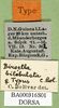 CollectionObject 1500964; 5d103c63-820d-4dab-821a-56d586951484: labels (holotype). (CollectionObject).