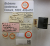 CollectionObject 1594940; 425905ea-aa75-4d56-84f5-84bcbf631b09: Bubaces castaneus. Holotype. (BMNH) - (CC BY-NC 4.0) Photo by Stuart Cole, reproduced with permission from the Natural History Museum, London, UK. (CollectionObject).