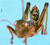 CollectionObject 1505169; c0fcdb8c-91d9-4d01-bf58-54d5ff32ea0d: male, apex of abdomen (paratype). (CollectionObject).