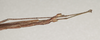 CollectionObject 1562736; 6388627c-f20c-48b1-bd8e-f602d4ccb5ef: copyright QMBA. male: end of abdomen, lateral view (holotype). (CollectionObject).