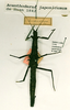 CollectionObject 1560131; 4bcebd6b-cb47-483d-861b-7ca78066dc16: copyright RMNH, Leiden. female Phasma (Acanthoderus) japonicum (syntype). (CollectionObject).