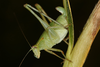 FieldOccurrence 3600; 9a0a336d-7c8a-42ee-8009-ce5e45cb46d1; Argentina
Parque Nacional El Impenetrable, 2019/12/24: female nymph (December 2019). (FieldOccurrence).