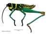 Brakeracris varablancensis Rowell, 1995: (original drawing). male habitus. (Otu).