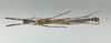 CollectionObject 1596224; 109cc1ac-a5b0-48e9-a367-69337bb862a6: copyright NHMUK London. male, dorsal view (holotype). (CollectionObject).