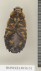 Caeparia donskoffi Roth, 1979: Copyright Natural History Museum, London. Paratype (adult female) in BM(NH). Ventral view. (Otu).