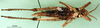 CollectionObject 1502113; 0315d781-5277-436b-a54e-0a05e17331d3: nymph, ventral view (paratype). (CollectionObject).