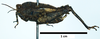 CollectionObject 1596106; c786dac7-e066-464f-bf49-2b840fa4c8f3: female, lateral view. (CollectionObject).