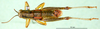 CollectionObject 1501322; f69f4b46-96db-4ad1-a11d-72bcdbbfad72: male, dorsal view (holotype). (CollectionObject).
