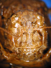 CollectionObject 1593035; 024526d7-5c7a-425c-8b1c-d614d1278e30: female, frons (syntype of Bryodema luctuosum lugens). (CollectionObject).