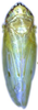 Habitus, dorsal view: !! display not done !! on Maiestas systenos (Dash & Viraktamath, 1998): male. (Observation).
