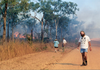 Denhama austrocarinata (Otte & Brock, 2005): copyright Paul Brock. Lyn Lowe, Paul Brock & Graham Brown observing D. austrocarinata escaping from a bush fire - near Darwin, N.T. (Otu).