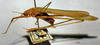 CollectionObject 1516557; 293d1f91-7998-4b08-b6a9-c03a97f51bc2: male, lateral view (syntype). (CollectionObject).