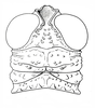 Shelfordites aberrans Karny, 1910: Fig. 3b. male, head and pronotum, dorsal view. (Otu).