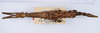 CollectionObject 1557059; c8974540-fb7c-4eb0-8b6a-845b988b2c3e: copyright ZMUH, Hamburg. female, dorsal view of Anisacantha difformis (syntype). (CollectionObject).;CollectionObject 1557060; f11b3972-192c-4031-b398-c47b261b475b: copyright ZMUH, Hamburg. female, dorsal view of Anisacantha difformis (syntype). (CollectionObject).;CollectionObject 1557061; e64ab6b8-4d03-4e84-a132-f4adcee7350b: copyright ZMUH, Hamburg. female, dorsal view of Anisacantha difformis (syntype). (CollectionObject).