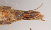 Ommatopseudes harmani (Brock, 1995): copyright Natural History Museum, London. female: end of abdomen, ventral view (paratype). (Otu).