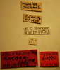Pachygrontha barberi Slater, 1955: Pachygrontha barberi - Holotype Labels (NMNH) - (CC BY-NC 3.0) - Photo by Pablo M. Dellapé with permission from the National Museum of Natural History (NMNH), Smithsonian Institution, Washington, D.C. (Otu).