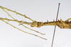 CollectionObject 1560528; 2abe92a5-f342-4add-a2b4-989ffd891834: copyright ZMUH, Hamburg. female: head & thorax, lateral view (syntype). (CollectionObject).