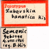 CollectionObject 1505170; 317f44e9-295d-4265-971e-08301df938a9: labels (paratype). (CollectionObject).