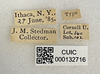 Other: !! display not done !! on Cyrtolobus fuscipennis Van Duzee, 1908: (Observation).